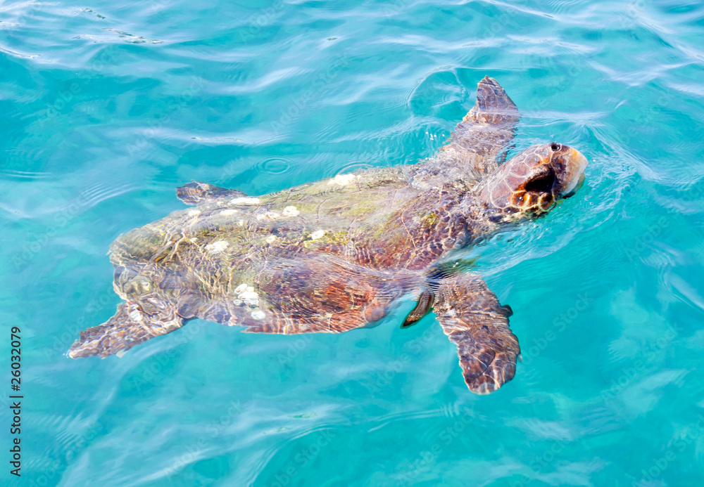 Fototapeta premium The Loggerhead Sea Turtle (Caretta caretta)