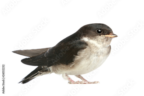 Baby bird of a swallow