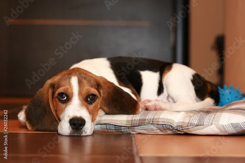 Beagle puppy © jagodka