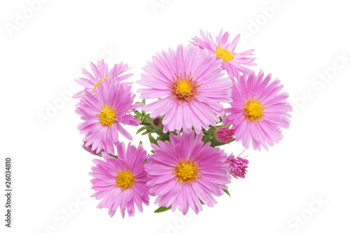 Michaelmas daisy flowers