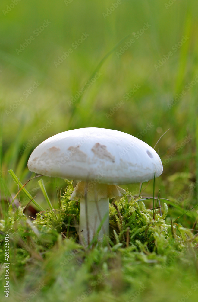 Pilz Pilz