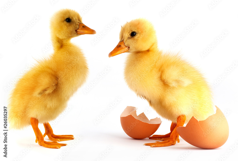 Two yellow small duck