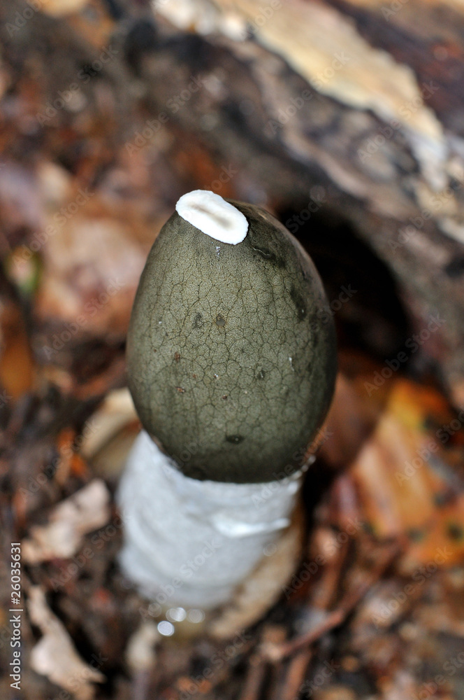 Common Stinkhorn (Phallus impudicus) mushroom top view