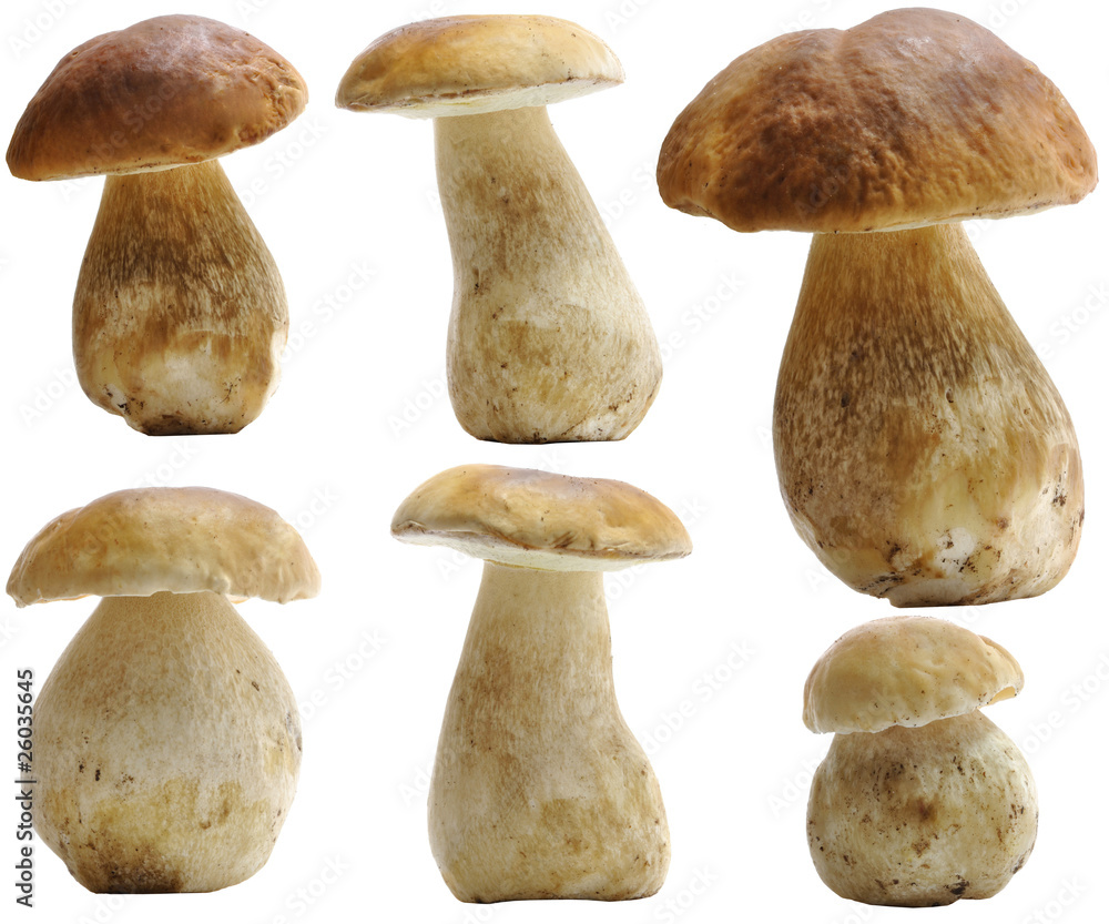 Porcini (Boletus edulis) set isolated