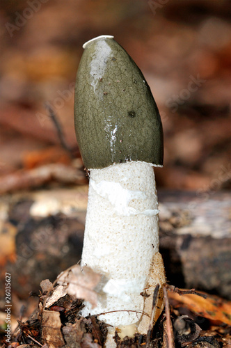 Obraz na płótnie Common Stinkhorn (Phallus impudicus) mushroom w salonie