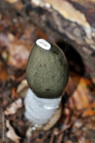 Obraz na płótnie Common Stinkhorn (Phallus impudicus) mushroom top view w salonie