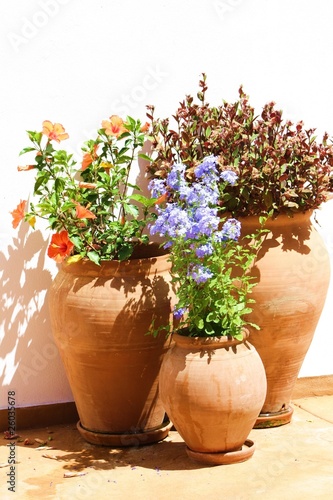 Blumen in Terrakottatöpfen im Sonnenschein