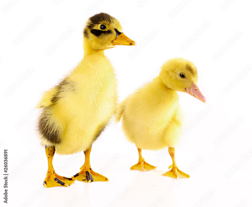 Two ducklings isolated on white