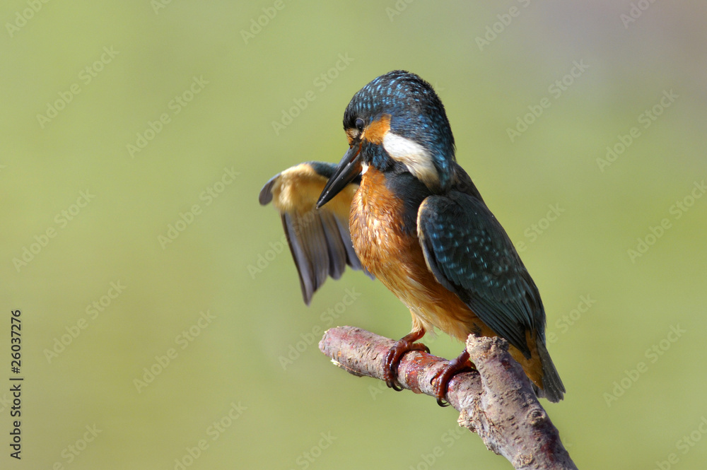 Naklejka premium The Common Kingfisher (Alcedo atthis)