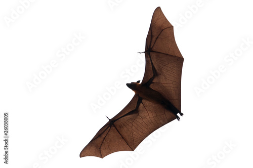 Isolated flying fox