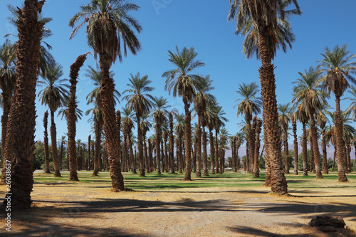 Palm grove in the oasis Furnace Creek photo