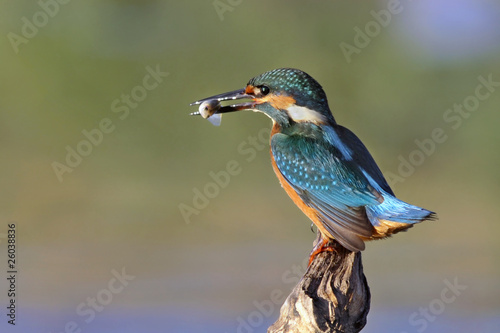 The Common Kingfisher with fish photo