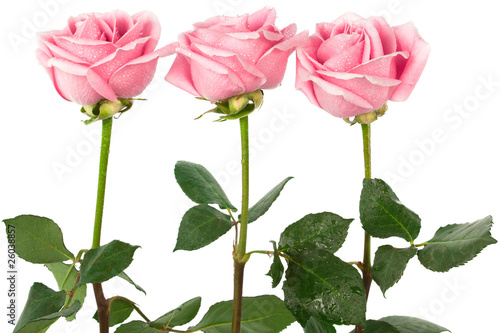 Fototapeta Naklejka Na Ścianę i Meble -  beautiful three roses on a white background