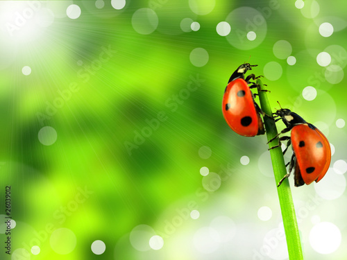 Ladybugs on stalk with shiny blur background © Jag_cz
