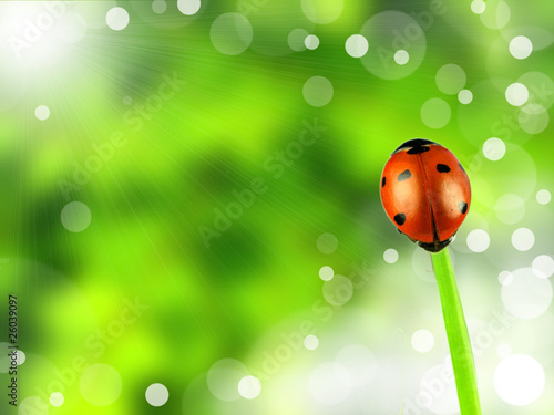 Ladybug on stalk with shiny blur background © Jag_cz