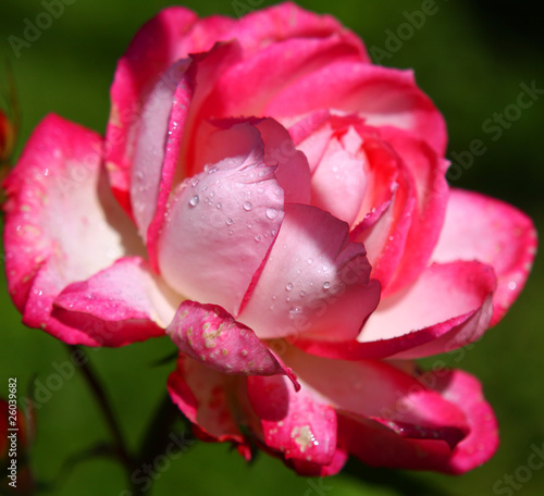 kletterrose harlekin