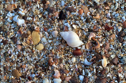 broken shells beach background