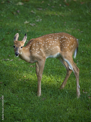 Young deer fawn