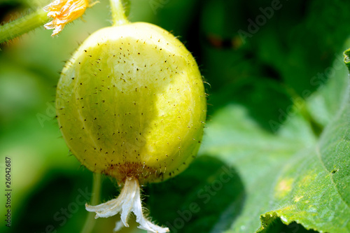 Lemon Cucumber