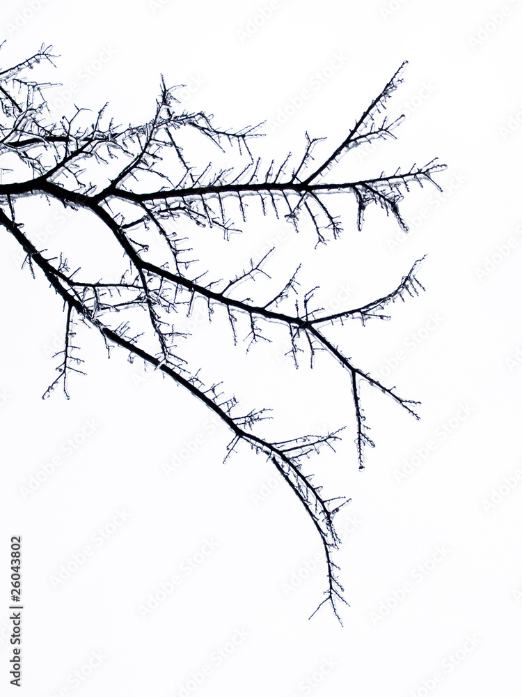Fototapeta premium background - tree limb with ice