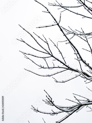 background - tree limb with ice