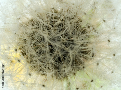 dandelion puff details