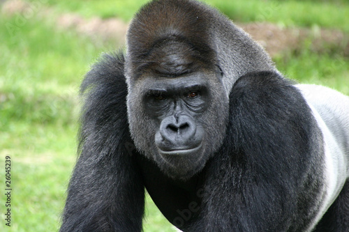 Silverback Gorilla closeup portrait at Fort Worth Zoo © Stretch Clendennen