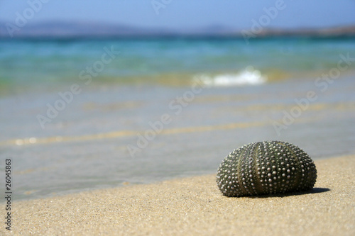 Sea urchin shell on the  beach. © Photomyr