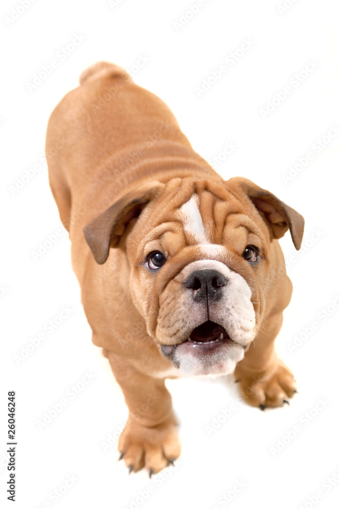 buldog isolated on white, questioning glance buldog isolated on white, questioning glance