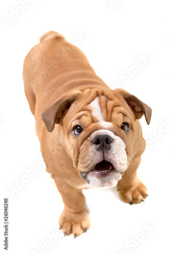 buldog isolated on white, questioning glance photo