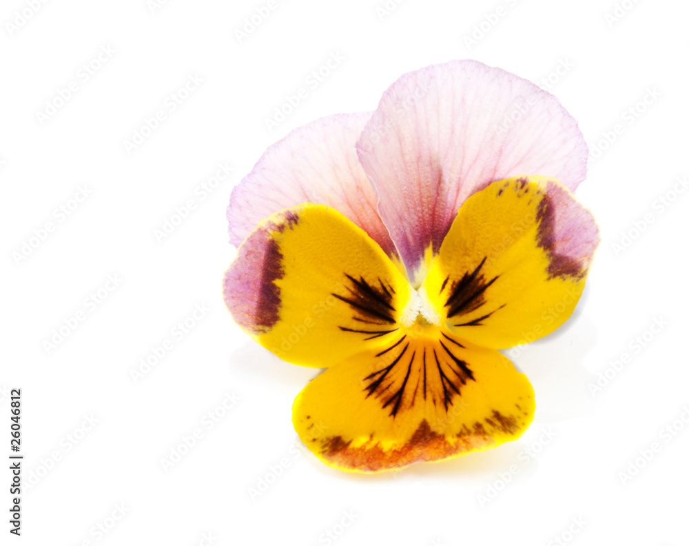 One flower with petal One flower with petal