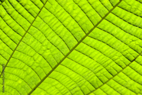 Green Leaf Texture as Background