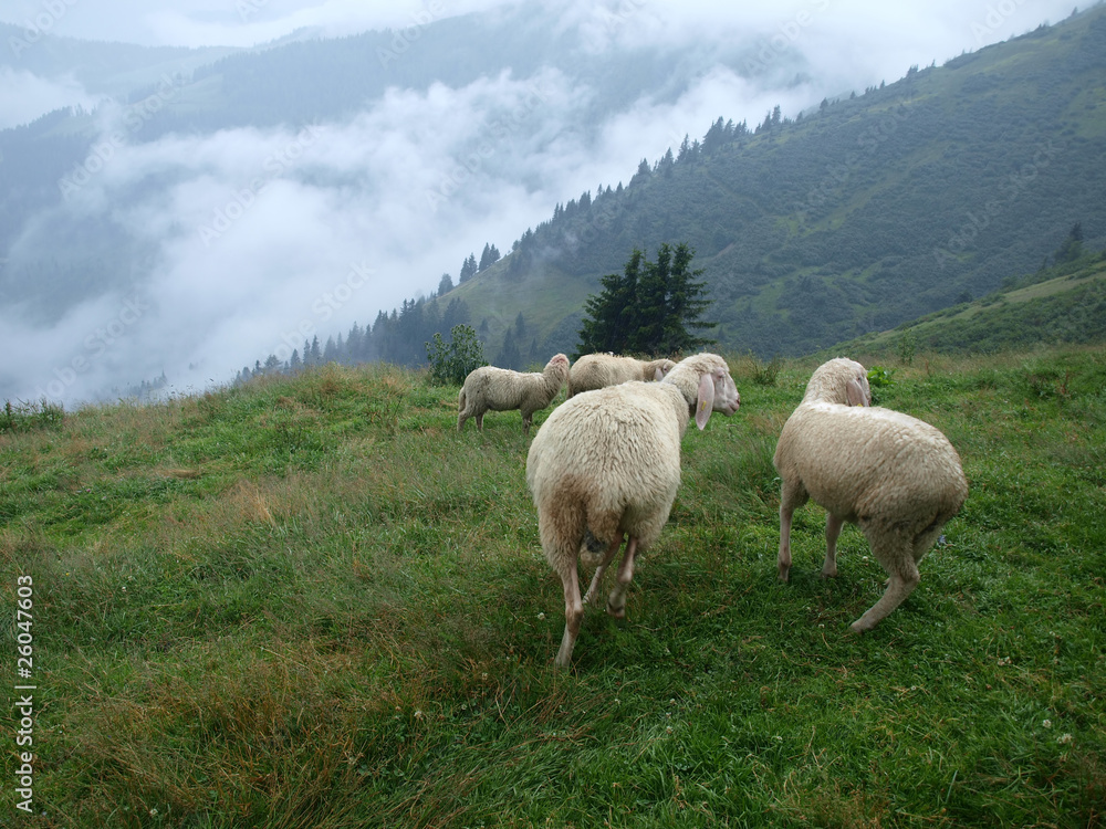 Fototapeta premium sheep in the Alpine meadow