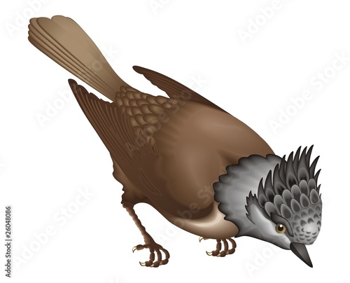 Totmit Parus cristatus Linnaeus vector