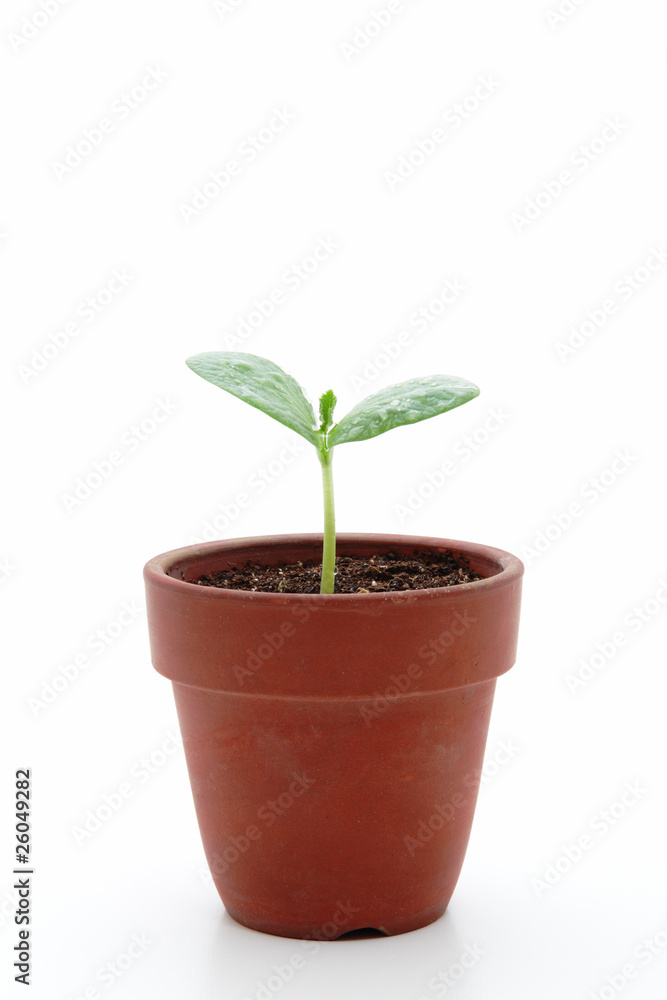 Young plant in small flowerpot Young plant in small flowerpot