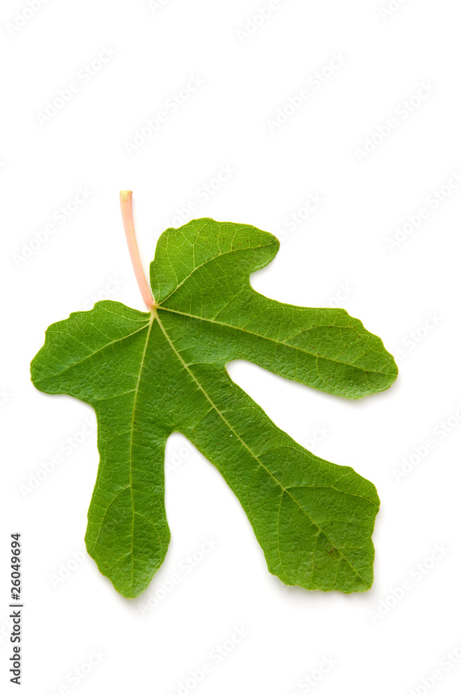 Feigenblatt Feigenblatt