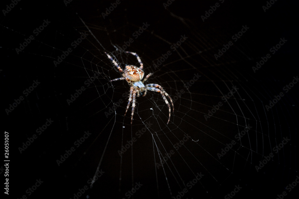 Cross or European spider (Araneus diadematus) in its web Cross or European spider (Araneus diadematus) in its web