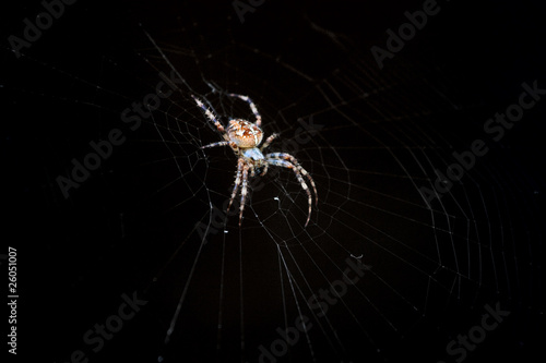 Cross or European spider (Araneus diadematus) in its web