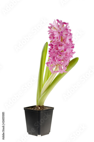 Beautiful spring flower of colour hyacinth