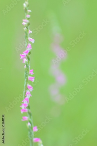 ネジバナ 捩花 Spiranthes sinensis photo