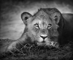 Young lion portrait