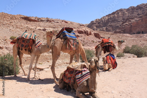 Camels in Petra © lukasz.gorbski