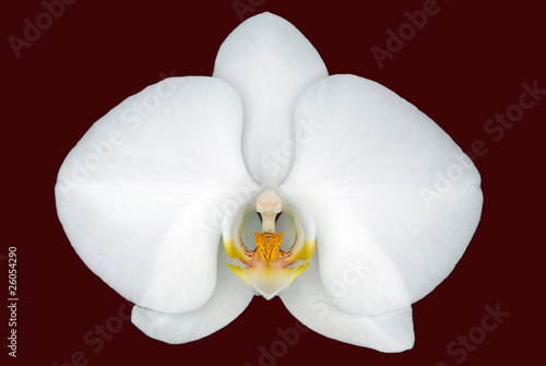 Beautiful white Phalaenopsis orchid detail