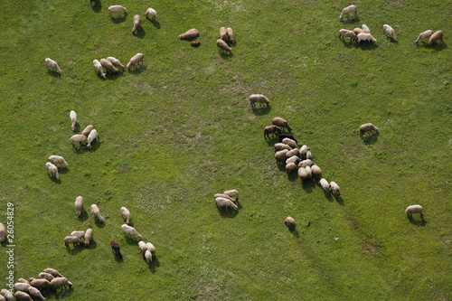 Sheep herd pictured from above