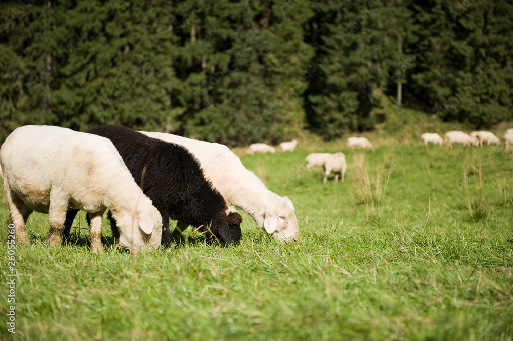 sheep sheep