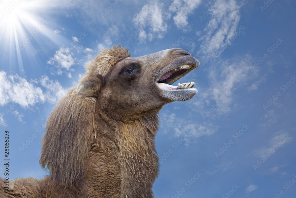 Fototapeta premium Camel