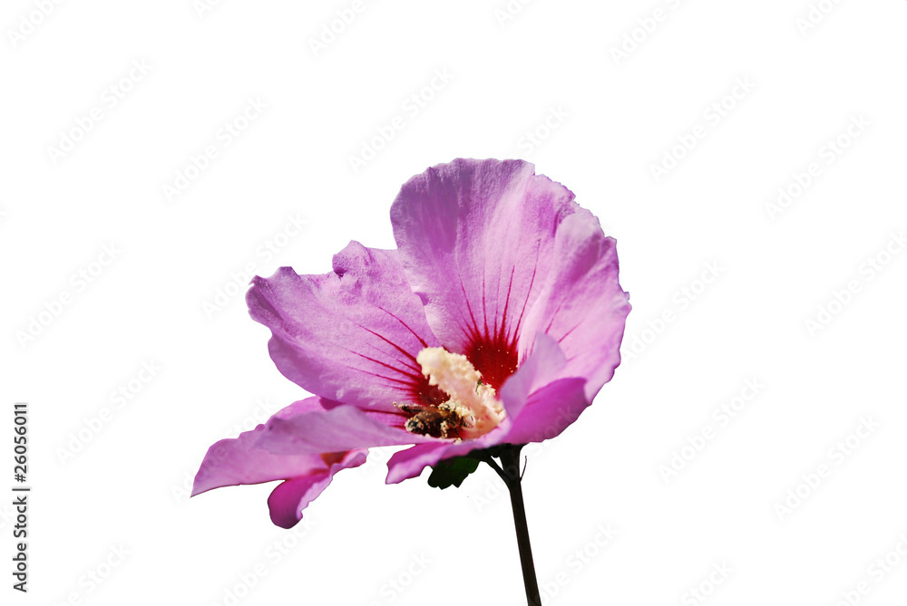 Naklejka premium Lila Hibiskusblüte