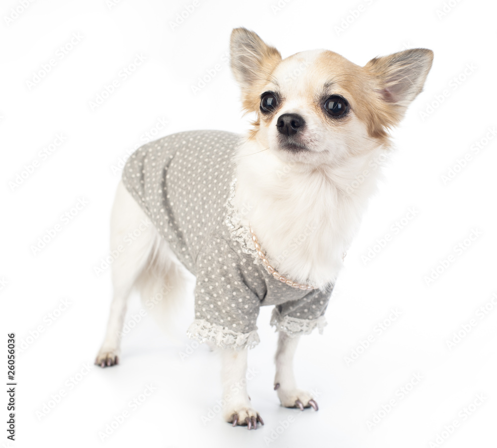 Obraz premium Chihuahua with fashionable dress, pink pearl and manicure