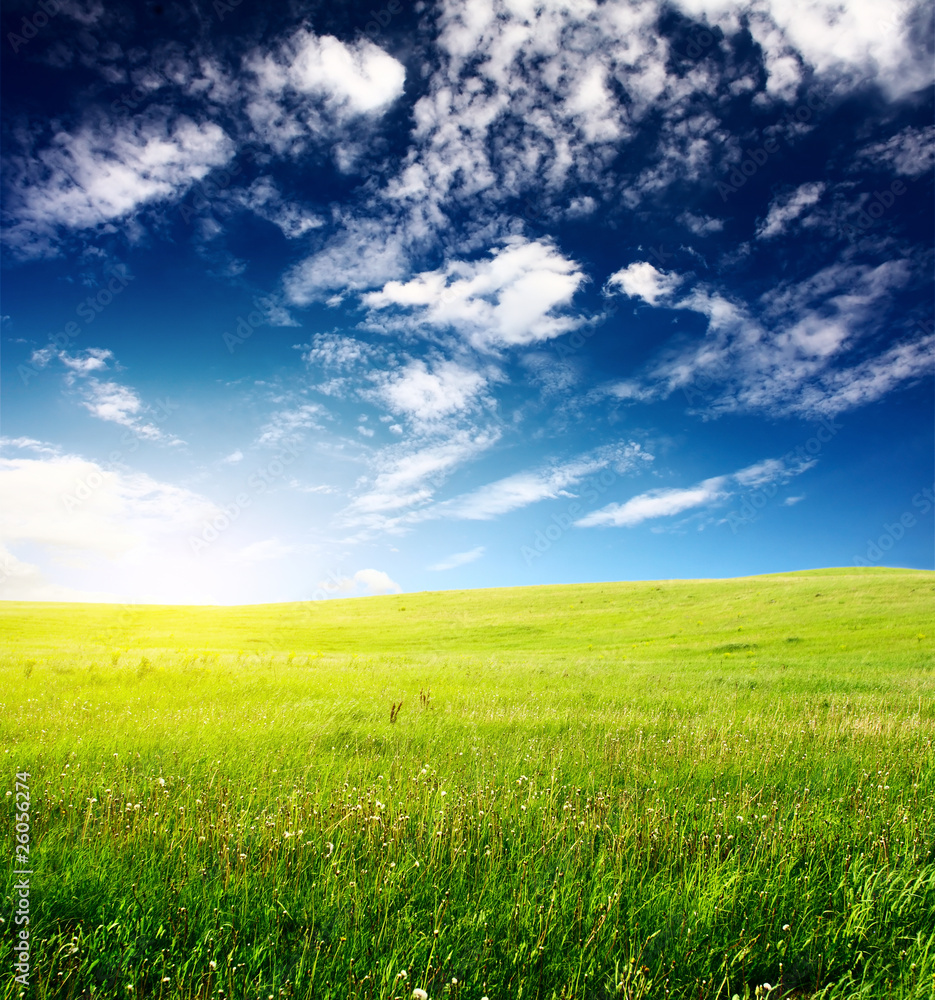 Fototapeta premium Meadow