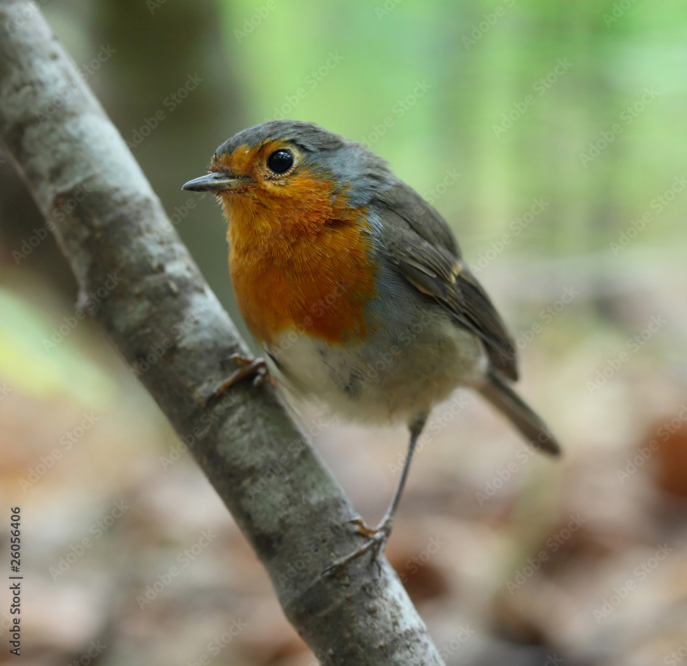 Bird Bird